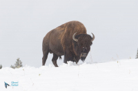 Bison d'Amérique