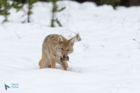 Coyote