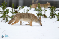 Coyote
