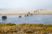 Bison d'Amérique