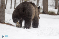 Ours grizzly