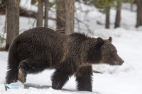 Ours grizzly