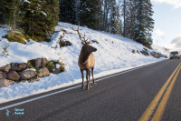Wapiti