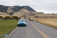 Wapiti