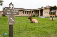 Wapiti