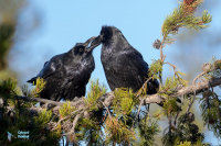 Grand Corbeau,