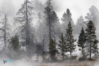 Yellowstone U.S.A.