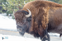 Bison d'Amérique