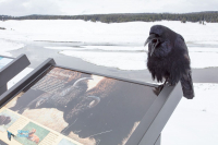 Grand Corbeau,