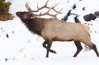 Wapiti