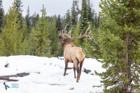 Wapiti