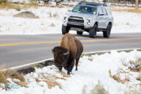 Bison d'Amérique