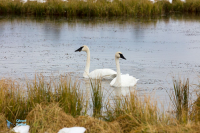 Cygne trompette