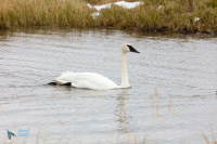 Cygne trompette