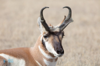 Antilope d'Amérique.