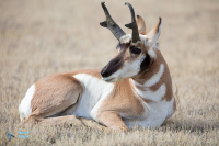 Antilope d'Amérique.