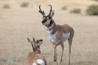 Antilope d'Amérique.