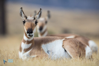Antilope d'Amérique.