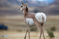 Antilope d'Amérique.