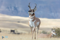 Antilope d'Amérique.