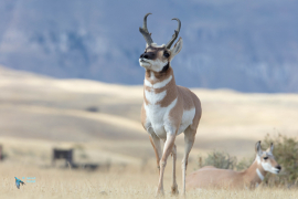 Antilope d'Amérique.