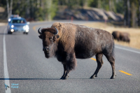 Bison d'Amérique