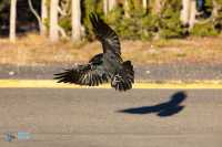 Grand Corbeau