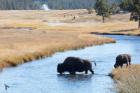 Bison d'Amérique