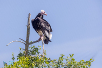 Vautour à tête blanche