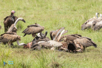 Vautour africain - Kenya