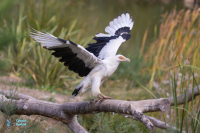 Vautour palmiste
