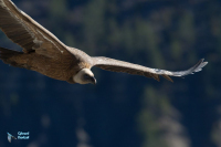 Vautour fauve.