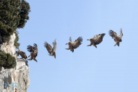 Vautour fauve. Montage