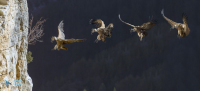 Vautour fauve. Montage