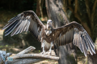 Vautour à capuchon