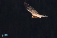 Vautour fauve.