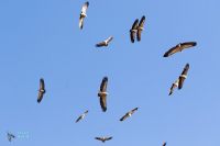 Vautour fauve
