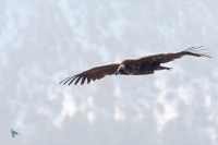 Vautour moine