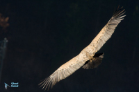 Vautour fauve