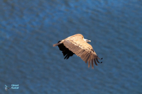 Vautour fauve