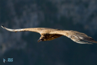 Vautour moine