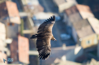 Vautour Moine