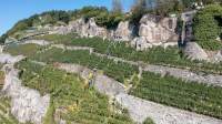 Vignoble en terrasses de Lavaux