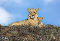 lionne et lionceau