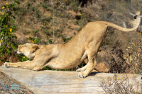 Lionne