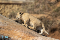 Lionceau