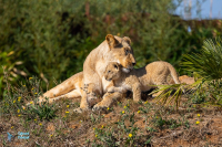 Lionne et lionceau