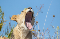 lionne