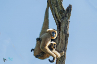 Gibbon à favoris blancs du Nord