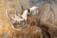 Rhinocéros noir